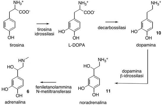 Figura 2.4 - Schema biosintetico delle catecolammine a partire dall'amminoacido tirosina