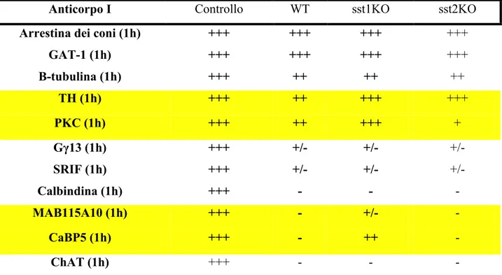 Tabella riassuntiva della presenza/assenza dei markers immunoistochimici nelle retine WT, sst1KO  ed sst2KO dopo 1h d’ischemia 