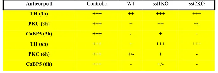 Tabella riassuntiva della presenza/assenza dei markers immunoistochimici nelle retine WT, sst1KO  ed sst2KO dopo 3h o 6h d’ischemia 