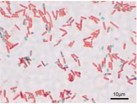 Figura 2.2 Immagine di batteri al microscopio.  BIODEGRADAZIONE DI COMPOSTI XENOBIOTICI 