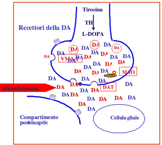 Fig. 1.5.2 Effetti della METH in acuto sui terminali dopaminergici 