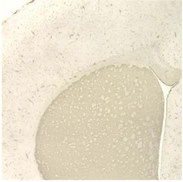 Fig. 4.1.4.: Striato di un topo di controllo (immunoistochimica per TH). 