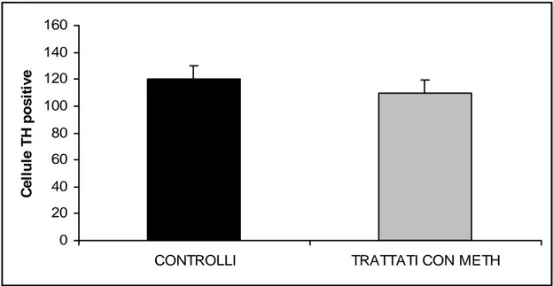 Fig. 4.1.6. Grafico che riassume i dati relativi alla conta delle cellule TH-positive nella  Substantia Nigra