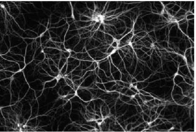 Figura 2-2  Neuroni biologici 