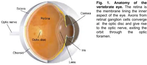 Fig. 1. Anatomy of the  vertebrate eye.  The retina is  the membrane lining the inner  aspect of the eye