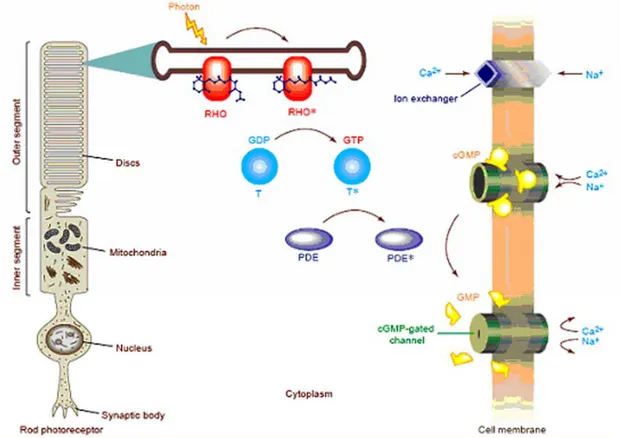 Fig. 14 The rod phototransduction cascade.  In the rod outer segment (ROS) membrane, 