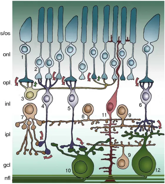 Fig. 3 summarizes the main connections among retinal neurons. Photoreceptors -  rods and cones - convert light information electrical to chemical signals relayed to  interneurons in the outer retina