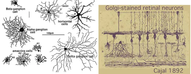 Fig. 5.  Golgi-stained neurons of cat retina as 