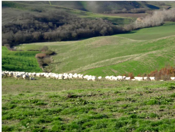 Figura 5.2 Pascolo utilizzato dalle pecore nel podere di Volterra 