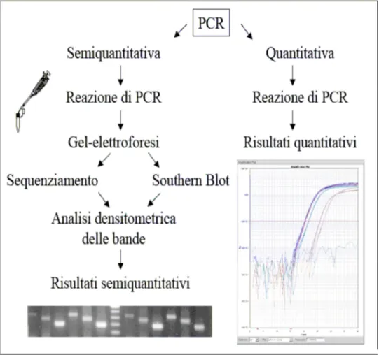 Figura 12: Confronto PCR quantitativa con PCR semiquantitativa 