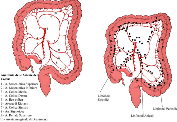 Fig. 1: a) Anatomia delle arterie del colon