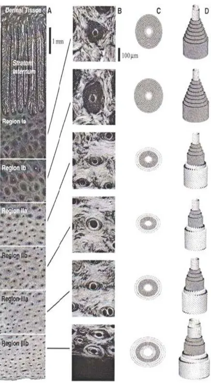 Figura 10 Diagramma della struttura mista dei tubuli. A) Ingrandimento fotografico delle sei 