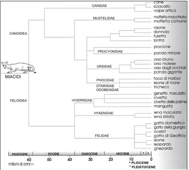 Tabella  1.1:  Filogenesi  dei  carnivori  (sono  indicate  famiglie  e  subfamiglie)  basata  sui  dati derivati dall‟ibridazione del DNA da Wayne et al