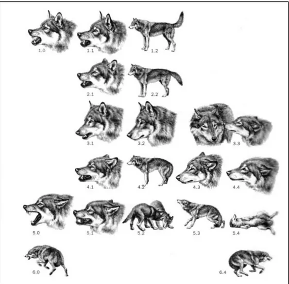 Fig  2.1 Espressioni  facciali  e  posture  corporee  del  cane.  La  figura  3.2  mostra  un‟espressione neutra