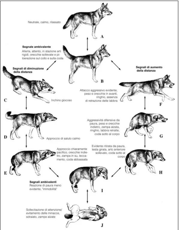 Fig. 2.2 Espressioni di risposte sociali nel cane (Shepherd, 2004) 