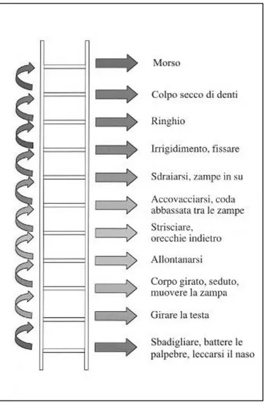 Fig.  2.3  “Scala  di  aggressività”:  come  reagisce  il  cane  allo  stress  o  alle  minacce  (Shepherd, 2004) 