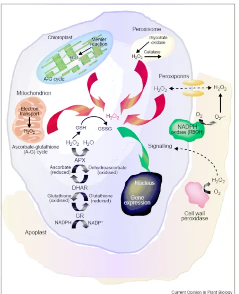 Fig. 3.1: siti di generazione delle ROS (tratto da Neill et al., 2002b). 