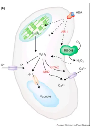 Fig. 3.2 (Neill et al., 2002b): ruolo dei geni ABI1 e ABI2 nel signalling dell’ABA sul meccanismo di  chiusura stomatica
