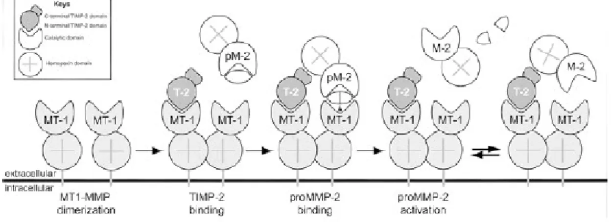 Figura 4.7 – Modello di attivazione della proMMP-2 da parte della MT1-MMP e del TIMP2