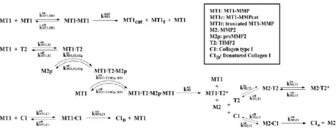 Figura 5.1 – Schema delle reazioni biochimiche. Gli asterischi denotano specie inattivate o inibite, mentre i punti  denotano la formazione di un complesso