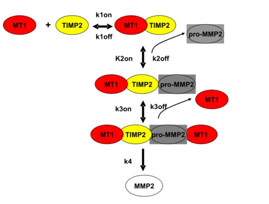 Figura 5.2 – Schema dell’attivazione della pro-MMP2