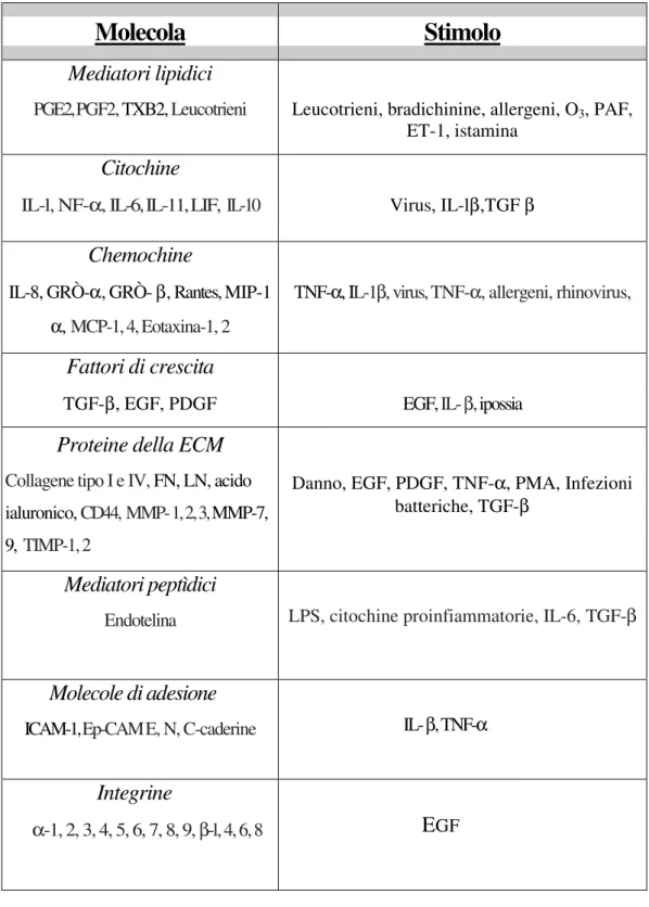 Tabella 2: Molecole espresse/prodotte dall’epitelio delle vie aeree . 