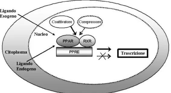 Fig. 3: Meccanismo di trascrizione genica del PPAR. 