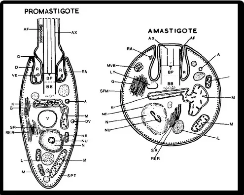 Figura 3 - Rappresentazione schematica della struttura di un promastigote e di un amastigote