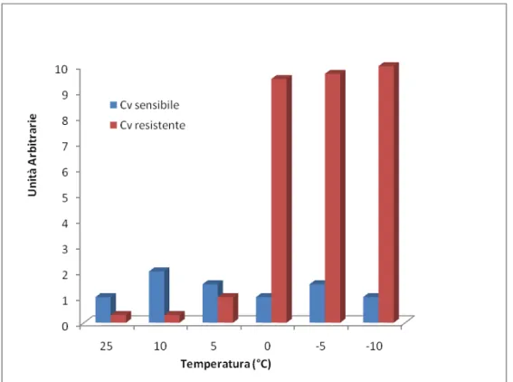 Fig. 4: Slot blot degli RNA totali estratti da materiali sensibili (Cv 4) e resistenti (Cv 18) al freddo  trattati a differenti temperature (25°C; 10°C, 14 d; 5°C, 7 d; 0°C 1 d; -5°C3 h; -10°C 23 h) dopo  ibridazione con la sonda ycf2 (clone SAG3)
