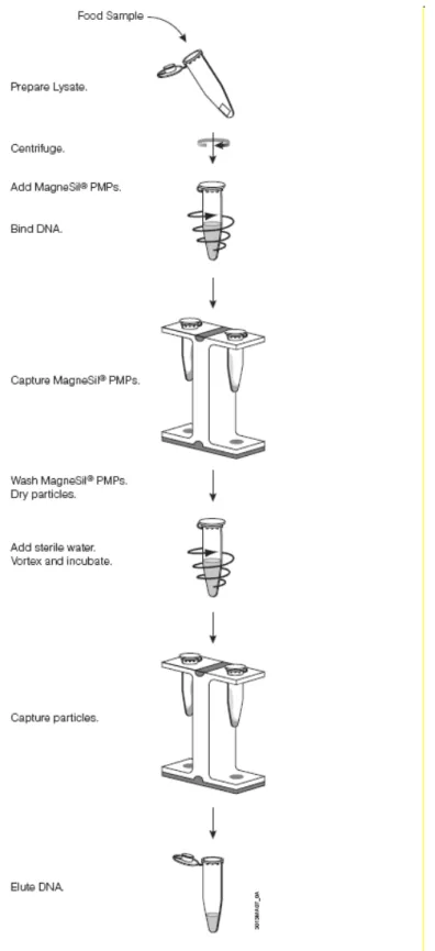 Figura 1: Schema semplificato per l’isolamento del DNA con Wizard® Magnetic DNA Purification 