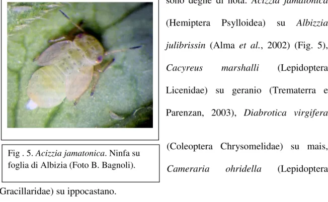 Fig . 5. Acizzia jamatonica. Ninfa su  foglia di Albizia (Foto B. Bagnoli). 
