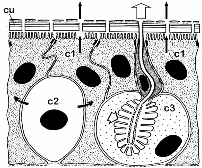 Fig. 14. Rappresentazione schematica dei tre tipi di cellule secretrici, secondo lo schema proposto  da  Noirot  e  Quennedey  (1974)