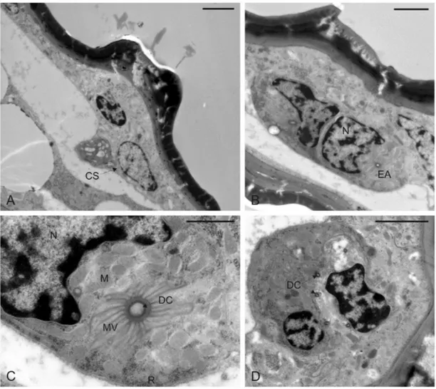 Fig.  17.  Microfotografie  al  TEM  del  tubo  anale  di  femmine  di  M.  pruinosa.  A