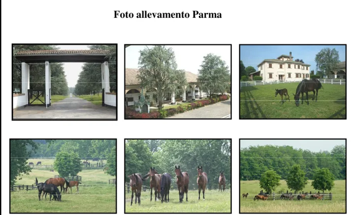 Foto allevamento Parma 