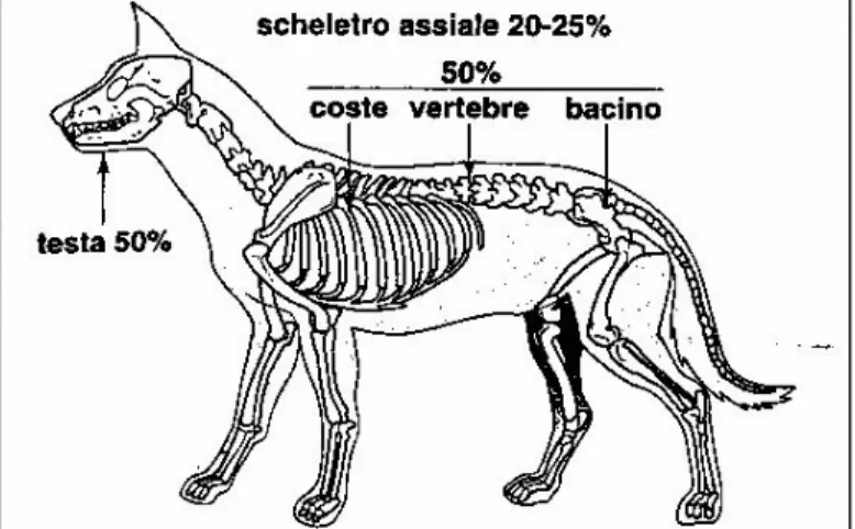 Figura 1-1 (a-b).  Localizzazione dell' osteosarcoma nel cane. Da Marconato, 2005. 