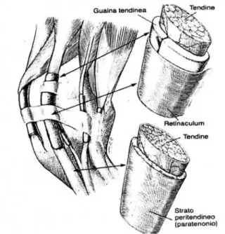 Fig.  1.3  Schema  dell’anatomia  dei  tendini  e  dei  loro  rapporti  con  il  peritenio  e  le  guaine 
