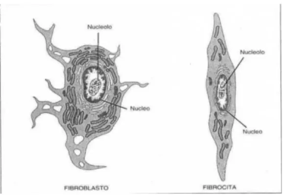 Fig 1.4 -  Fibroblasto e fibrocita (Bergmann; 1996; modificato). 