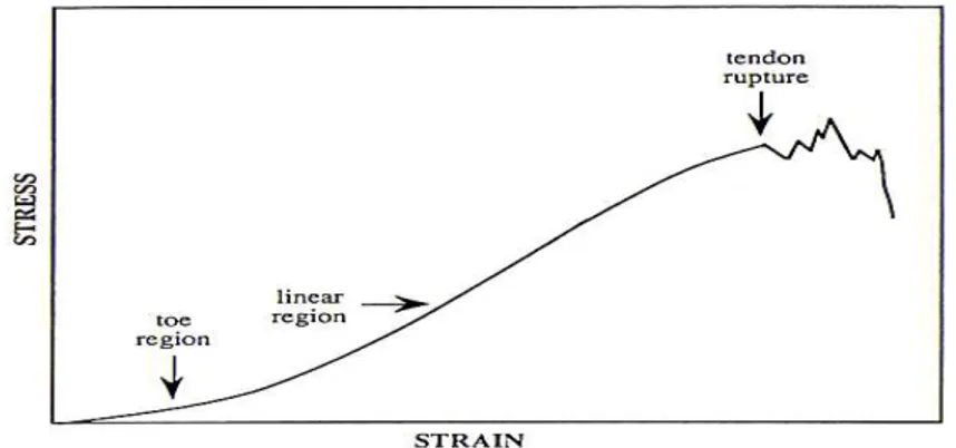 Fig 2.1 Grafico della deformazione non lineare del tendine sottoposto a carico (da Dowling, 2000; 