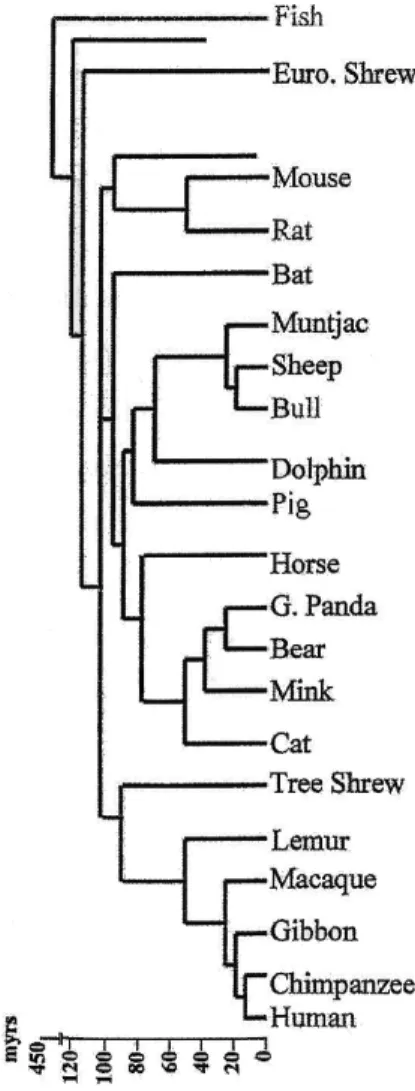 Fig. 6: Albero filogenetico della speciazione dei vertebrati. 