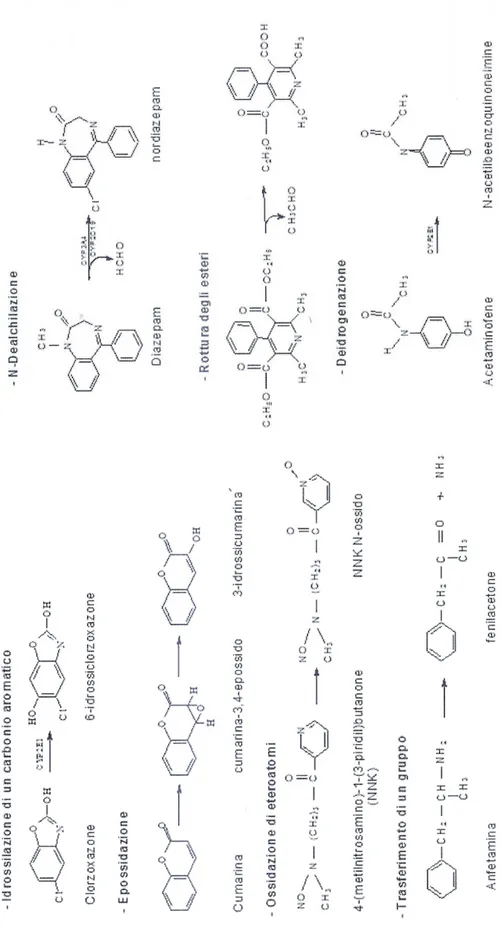 Fig. 7: Reazioni catalizzate dal citocromo P450. 