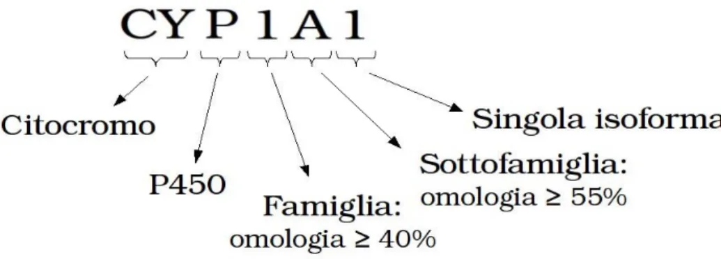 Fig. 8: Classificazione delle isoforme di citocromo P450. 