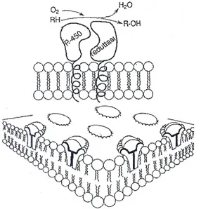 Fig. 1: Disposizione del sistema monossigenasico nel reticolo endoplasmatico liscio delle cellule  eucariotiche