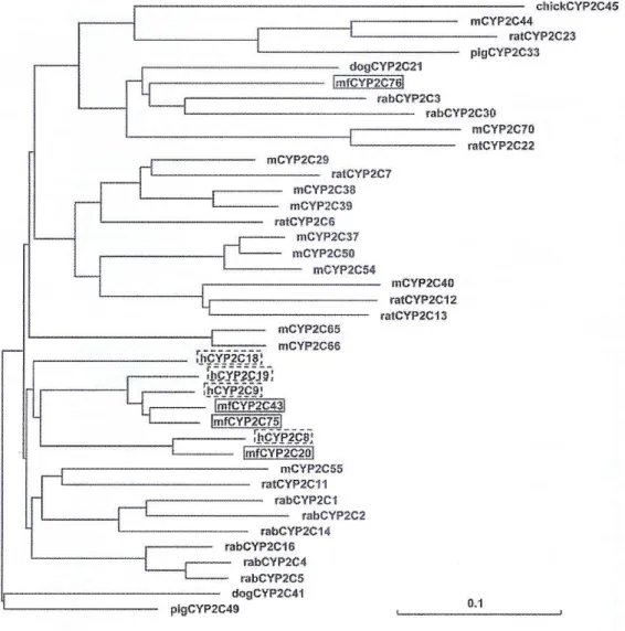 Fig. 9: Albero filogenetico della sequenza amminoacidica dei CYP2C di Macaca fascicularis (mf),  umani (h), di suino (pig), di cane (dog), di coniglio (rab), di ratto (rat), di topo (m) e di pollo (chick)