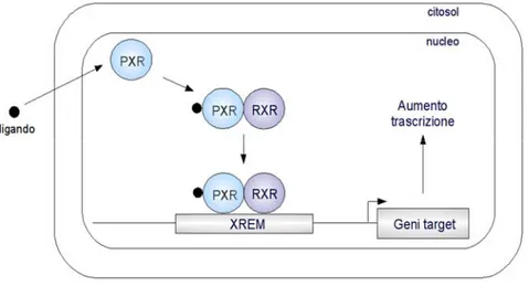 Fig. 2: Meccanismo di attivazione di PXR (RXR: retinoic acid receptor, XREM: xenobiotic responsive  element)
