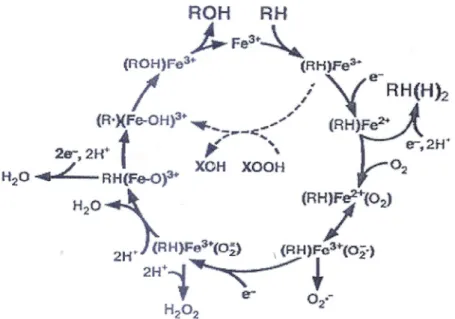 Fig. 4: Ciclo catalitico del citocromo P450. Con Fe è indicato l'atomo di ferro dell'eme, con RH il  substrato e con ROH il prodotto della reazione monossigenasica