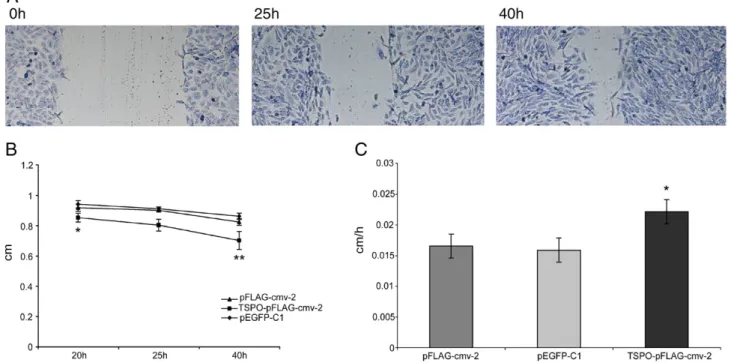 Fig. 5 , the number of cells that more actively invade the gelatin layer was significantly higher in TSPO-pFLAG-cmv-2  trans-fected C6 than control cells (p b 0.05).