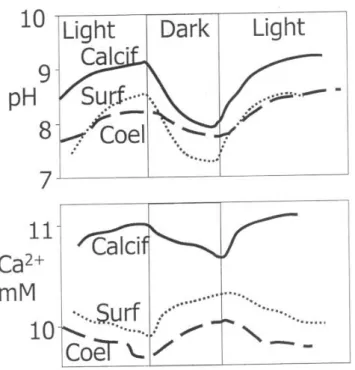 Figura 4. Ca 2+  e pH in acqua intorno al corallo Galaxea, da Al-Horani et al. 2003. Il disegno mostra 
