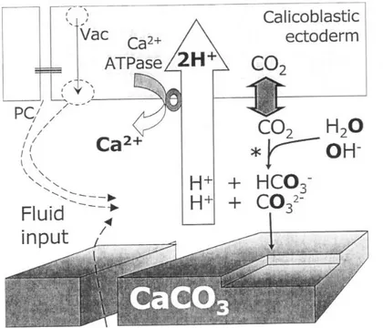 Figura  5.  Modello  fisiologico  della  calcificazione  dei  coralli.  La  Ca 2+ -ATPase  aggiunge  Ca 2+   e  rimuove protoni dal fluido di calcificazione, aumentandone il suo pH