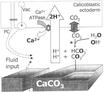 Figura  5.  Modello  fisiologico  della  calcificazione  dei  coralli.  La  Ca 2+ -ATPase  aggiunge  Ca 2+   e  rimuove protoni dal fluido di calcificazione, aumentandone il suo pH