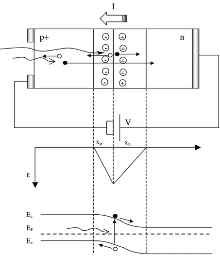 Figura 2.1: Struttura tipica di un fotodiodo polarizzato inversamente e relativo  andamento del campo elettrico e dell’ energia delle bande
